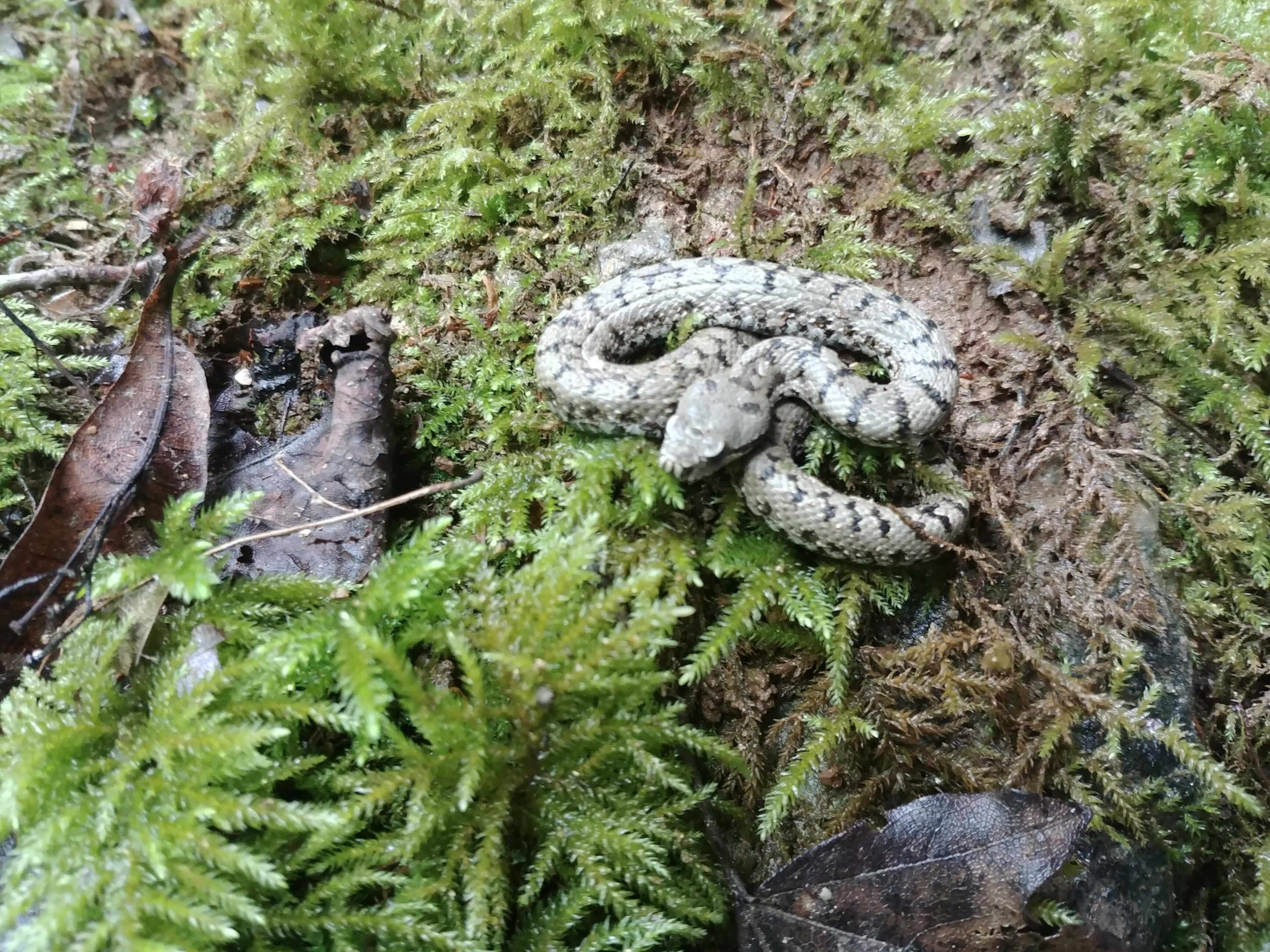Nature Ain Jura 4