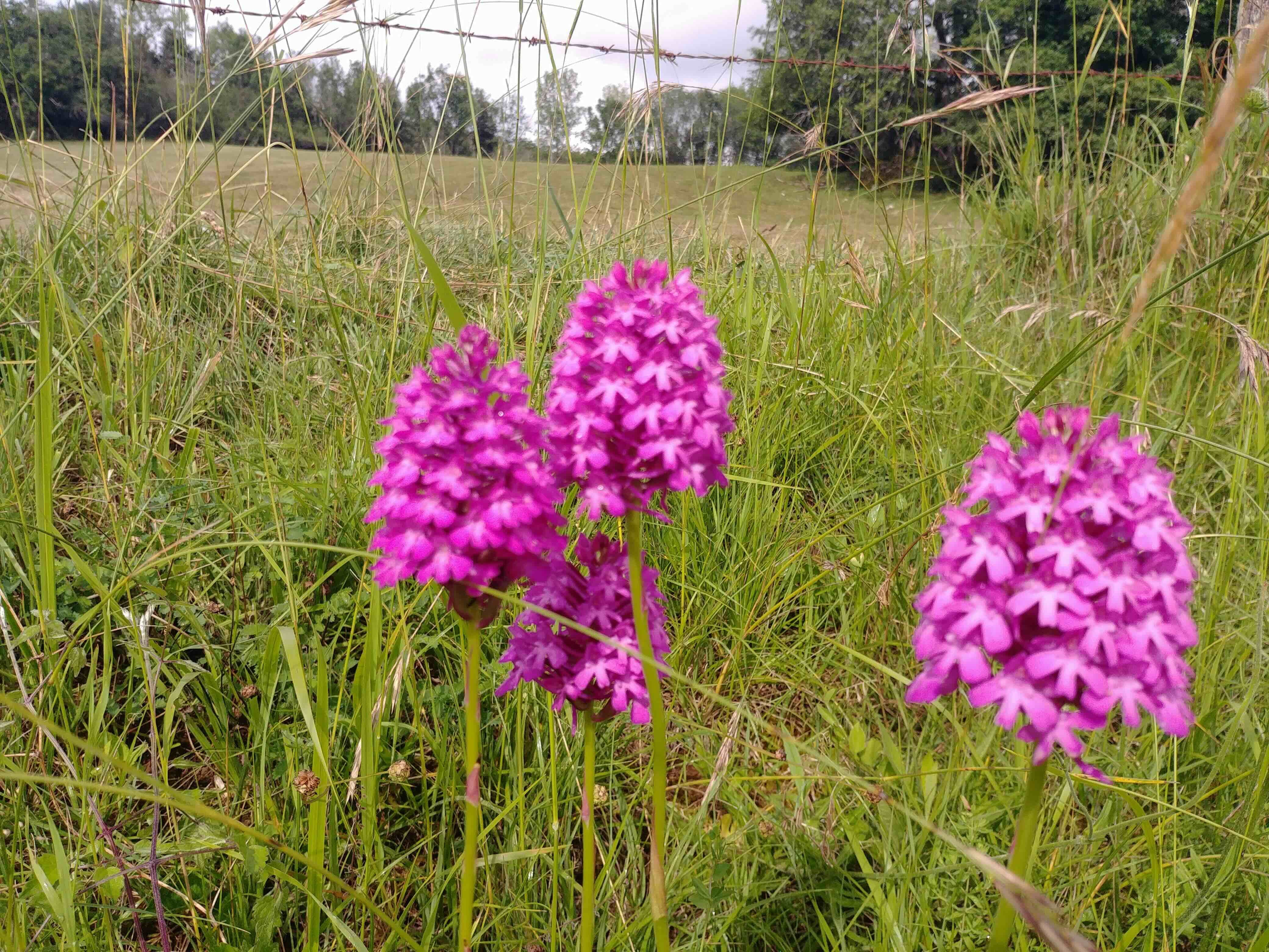 Nature Ain Jura 5
