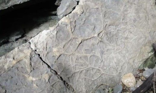 Fossile de vers de vase