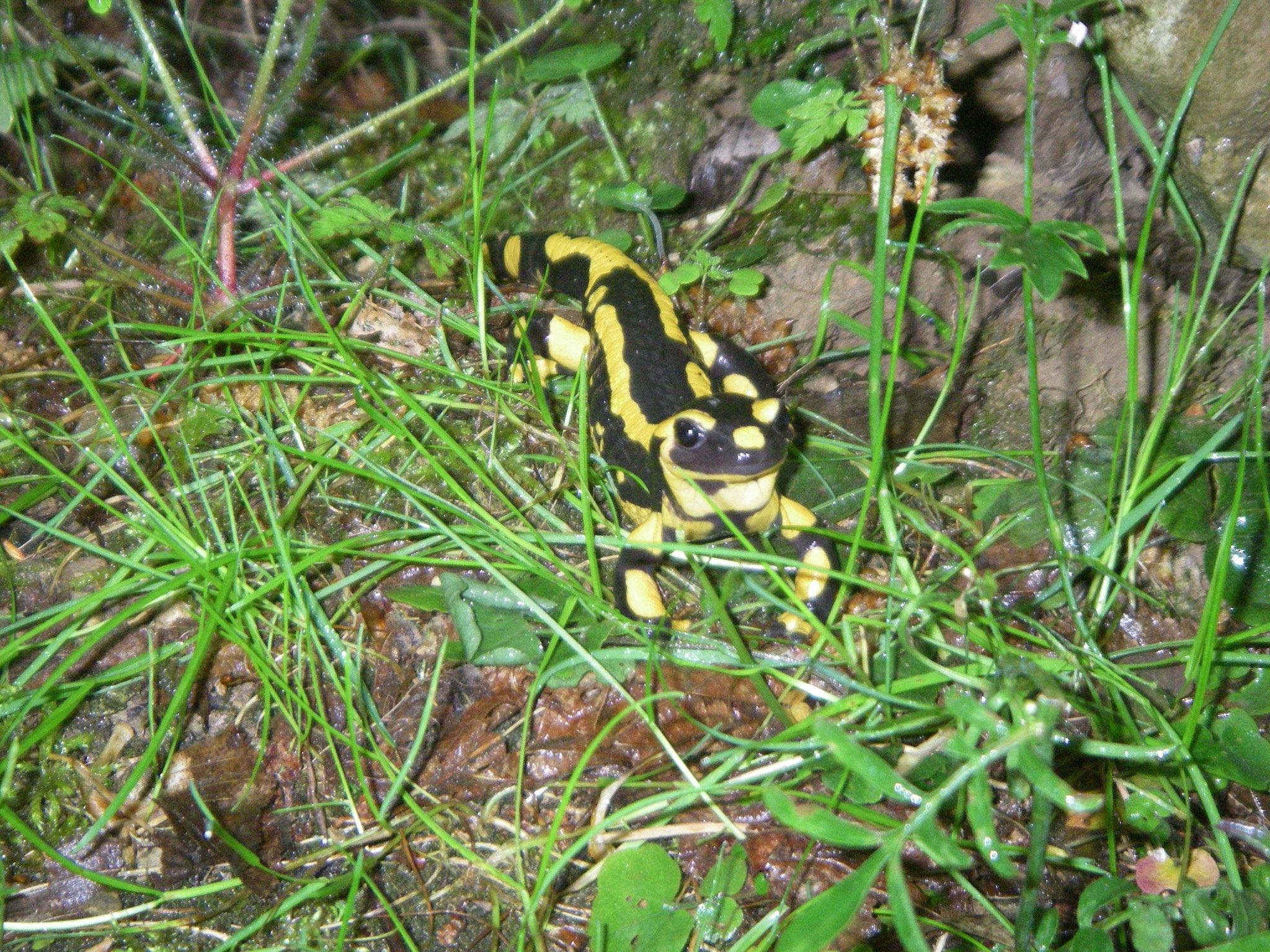La salamandre