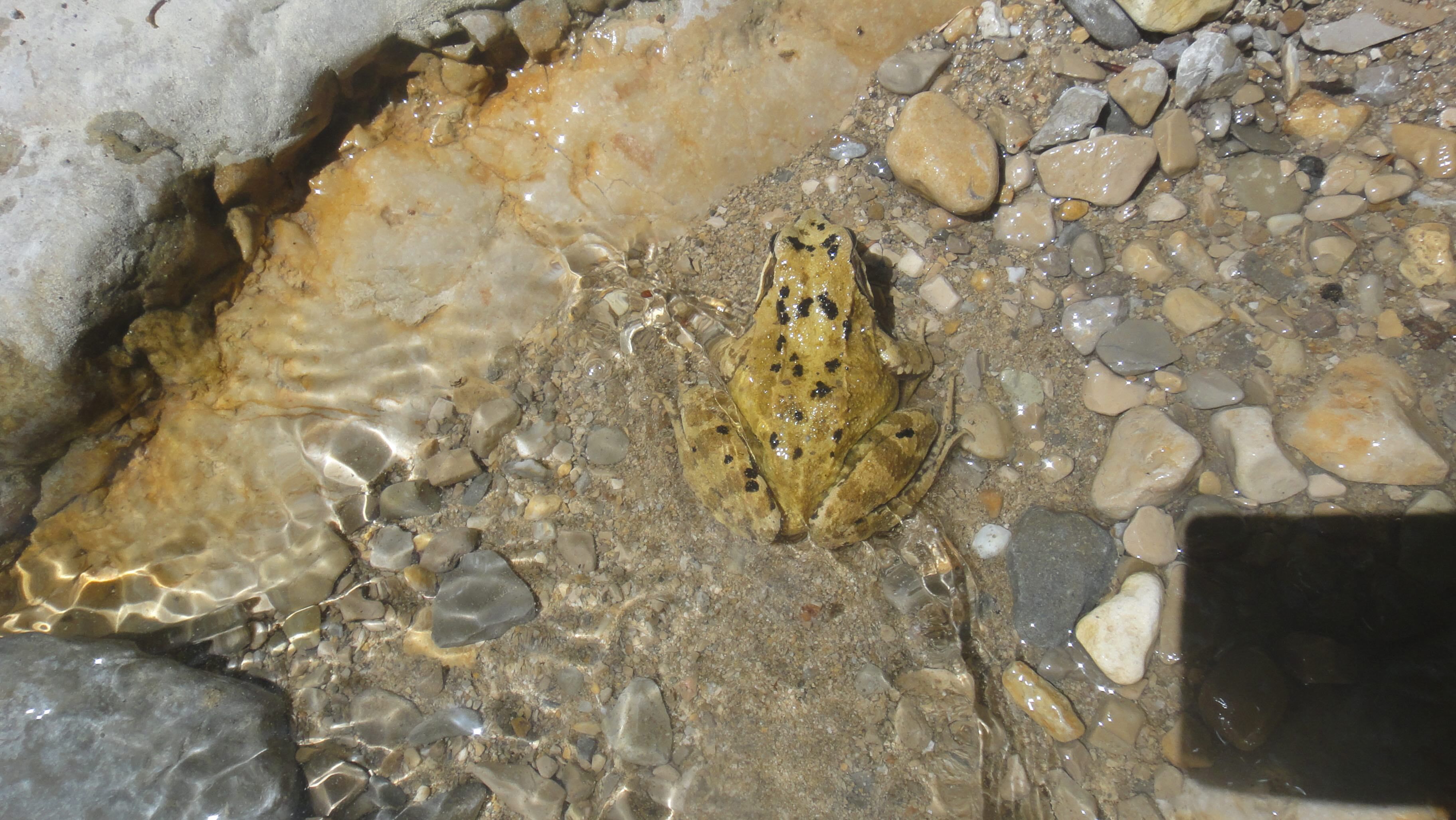 La grenouille