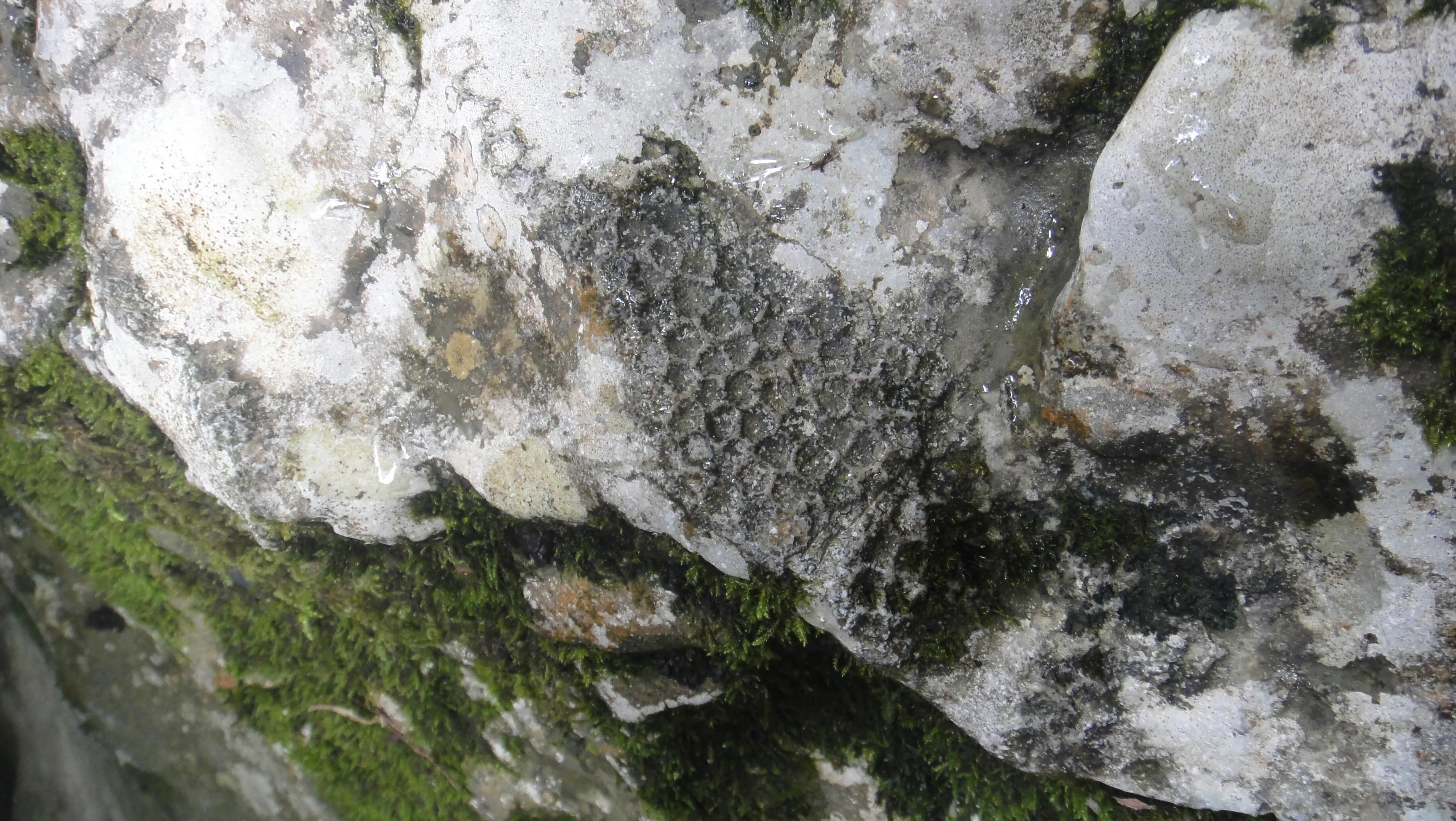Fossile de corail