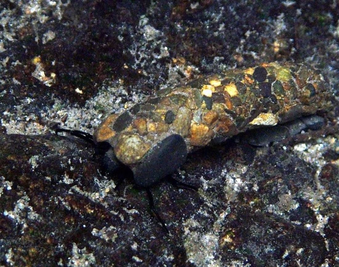 Larves de trichoptères (phryganes) 1